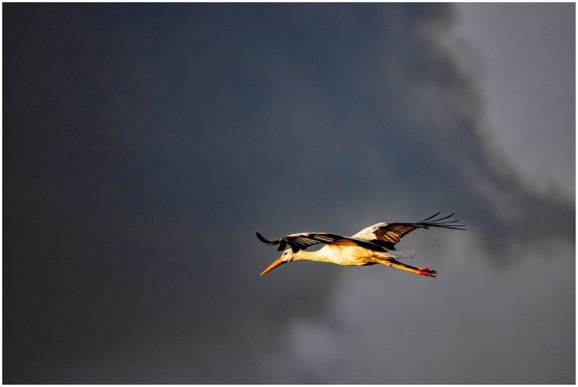 Voler au coucher du soleil par EFFEKTPHOTOGRAPHY.nl