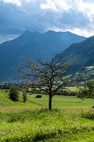 baum, tirol
