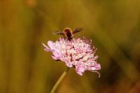 Valeriana makes soothing honey