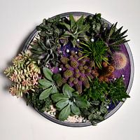 Schaal met vetplanten