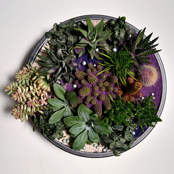 Schaal met vetplanten von Benny Van Bockel