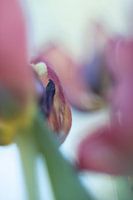 Tulip Art by Deez Tulpen in Nederland