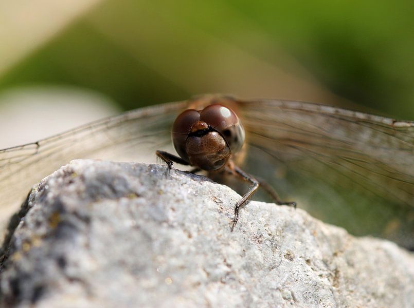 Große Heidelibelle von Matthias Brix