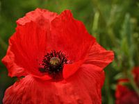 Klatschmohn