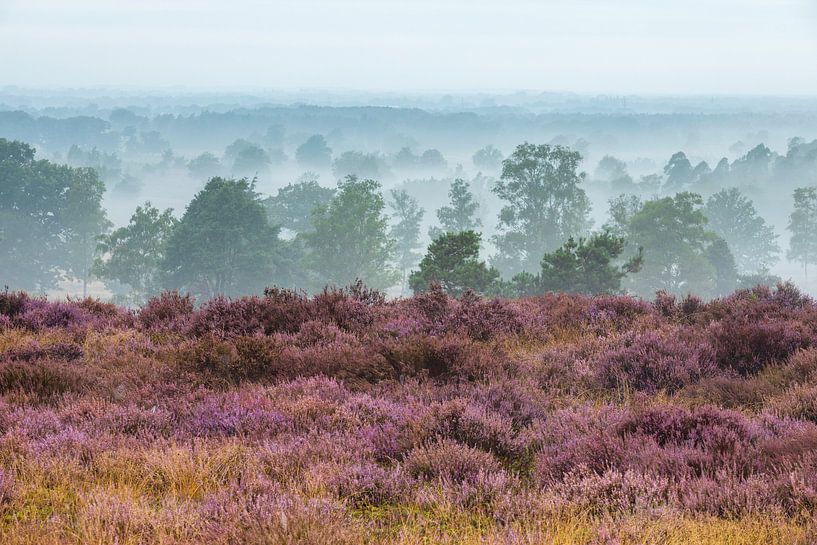 Vielschichtige Heidelandschaft im Nebel von Ate de Vries