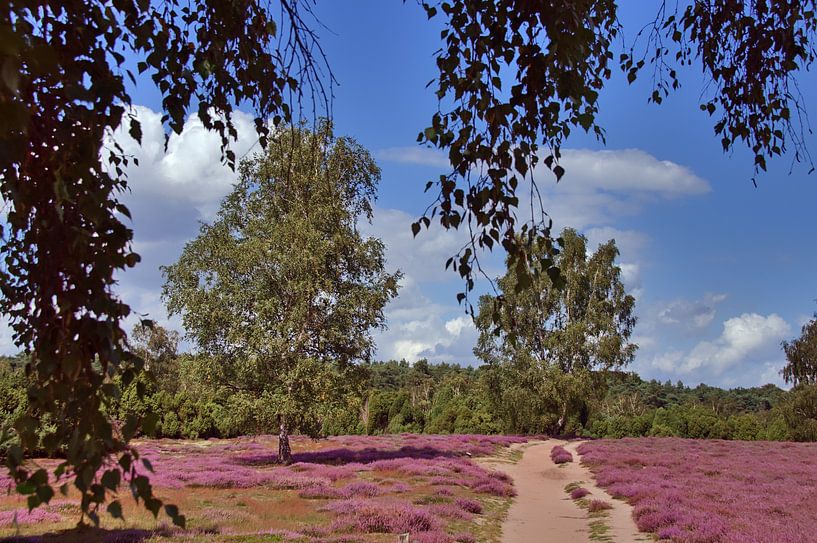 Heidespaziergang von Edgar Schermaul