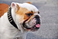English Bulldog Portrait