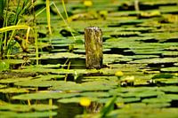 Stuk uit het water tussen de lelies