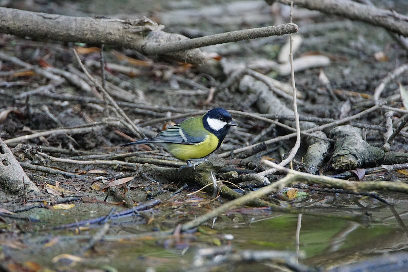 Kohlmeise / Kohlmeise (Parus major) von Hendrie