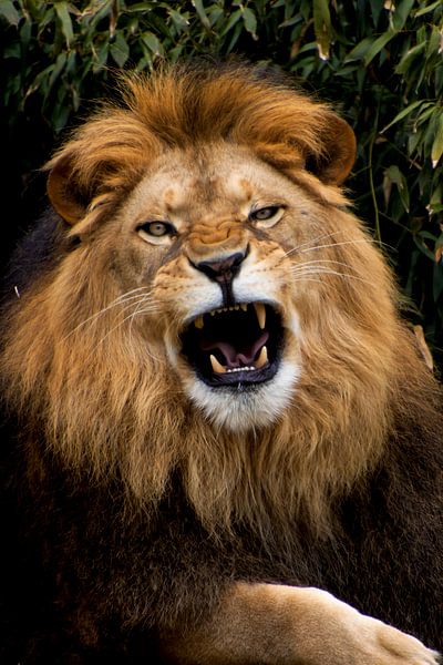Roaring African Lion by Simone Rijnders