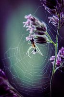 Spinne im Netz