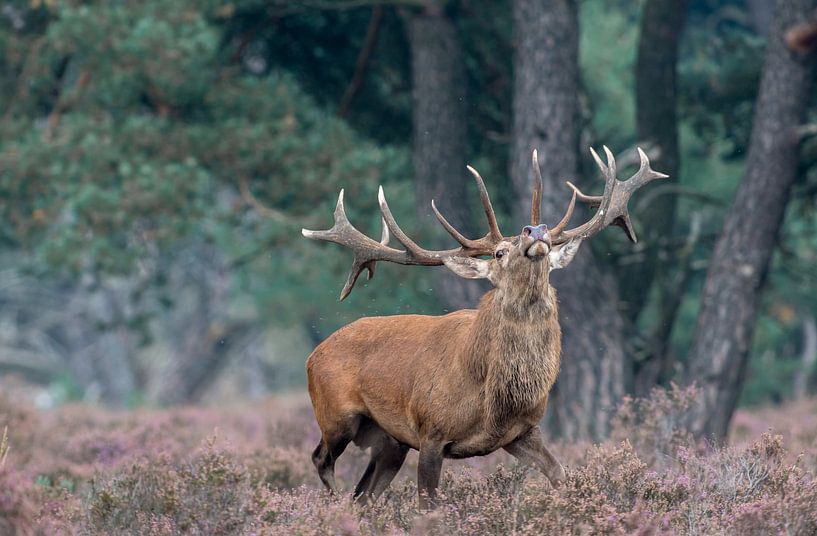 Edelhert Macho par Fotografie Verbeek Barneveld