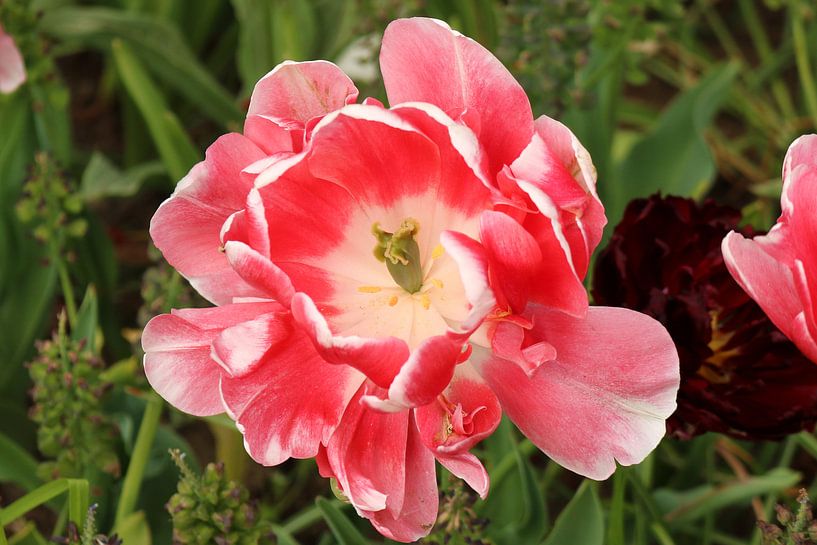 Eine schöne rosa Blume von Jennifer Hendriks