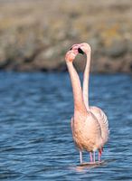 L'amour est dans l'air