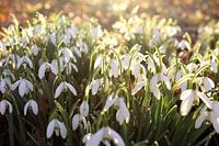Galanthus