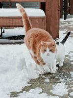 Cat in the snow