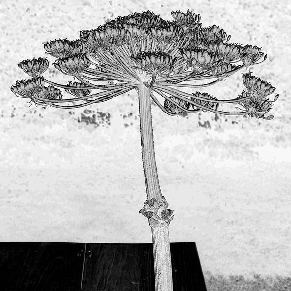 Riesenbärenklau in grafischem Schwarz-Weiß von Affect Fotografie