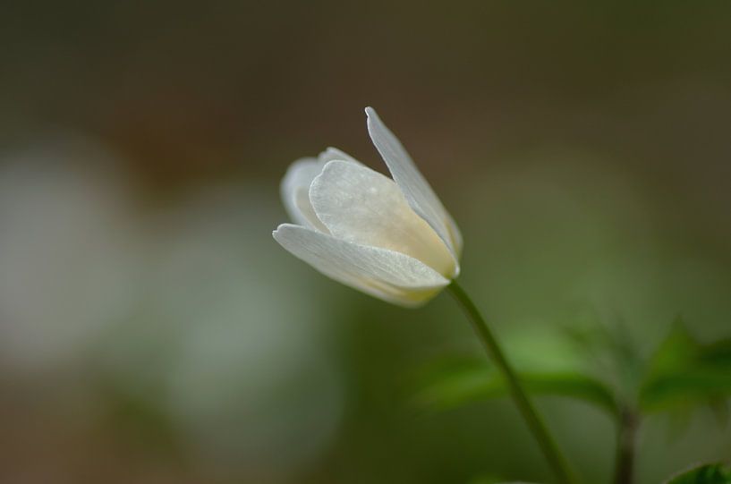 Buschwindröschen von Corrie Post
