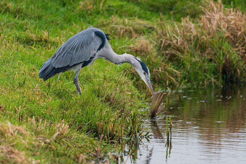 Le héron bleu voit son prooj par Merijn Loch