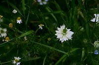 La petite fille en vert