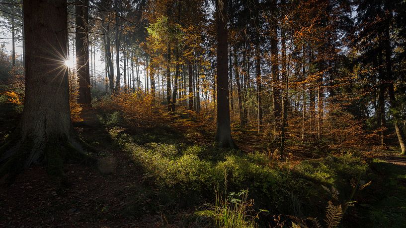 Avondlicht  van Philippe Velghe