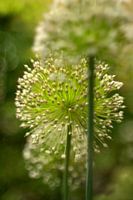 Fleur, inflorescence Poireau I