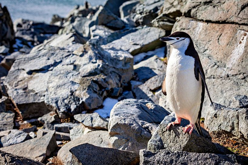 Chinstrap penguins in the Antarctic by Roland Brack