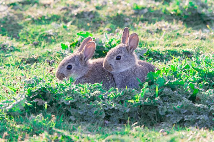 Young rabbits in the dunes by rene marcel originals