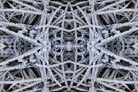 Schilf mit Schneekristallen