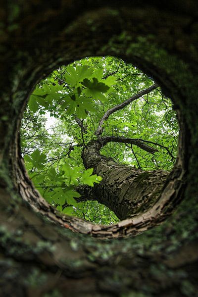 transparent par Imperial Art House