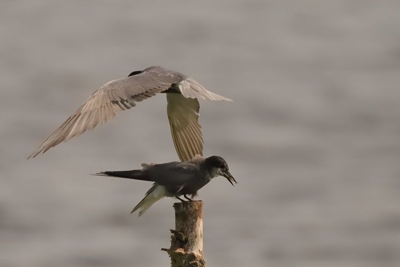 Black tern by Rinnie Wijnstra (FotoAmeland )