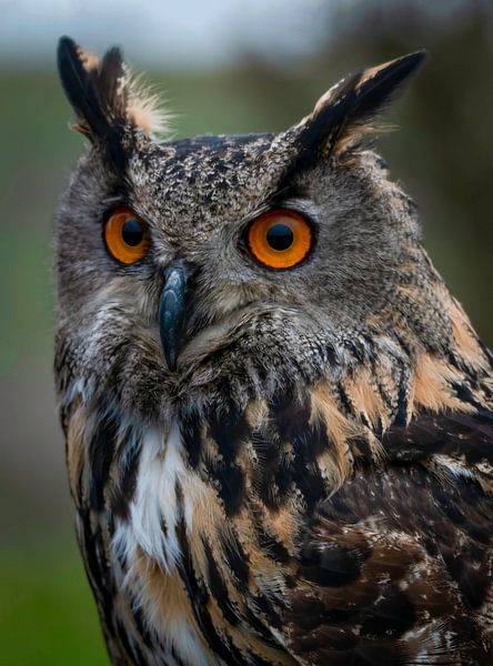 Portrait de chouette aigle en couleur par By Marjolein Design