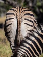 Dossier soutien-gorge de mer