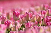 pink tulips