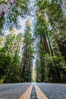 Redwoods