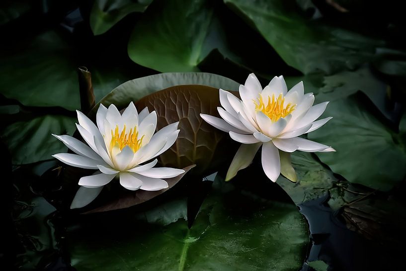 Magnificent white water lilies by Marlika Art