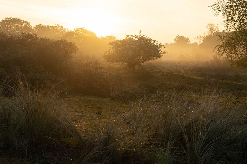 Landschaft mit Gegenlicht am Morgen von Joey Hohage