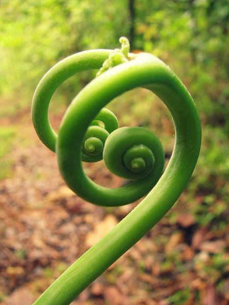 Curling plant von Daphne Wessel
