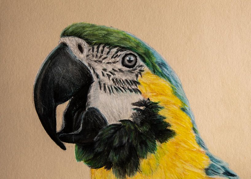 Blauwgele ara von Samantha Dekker