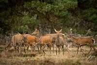 Group of red deer