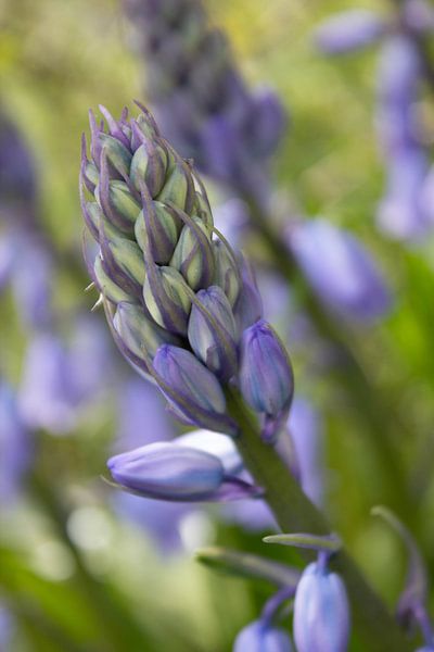 purple rain by ISO_UP