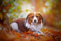 Kooikerhondje