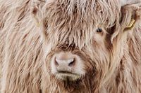 Porträt Schottischer Highlander