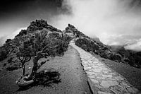 GRILLIG GEVORMDE BOOM