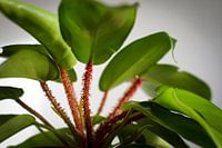 Philodendron squamiferum 2