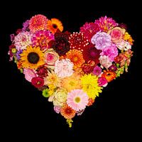 Meine Liebe zu Dahlien