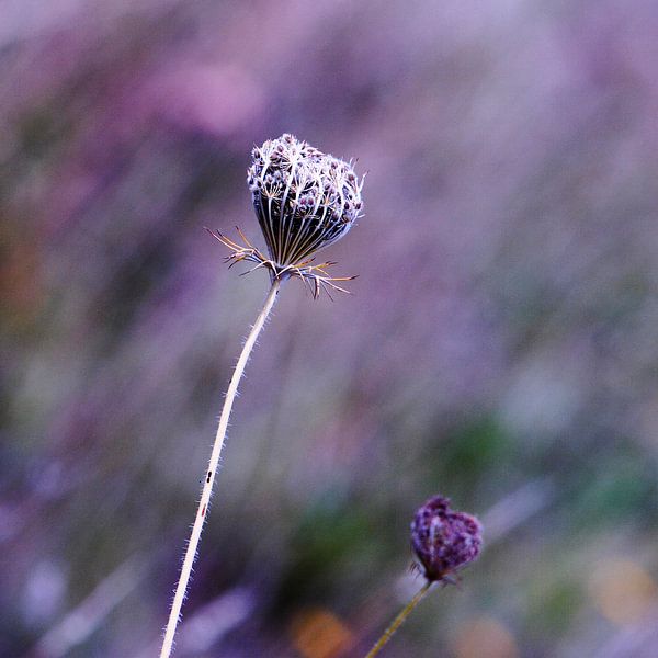 Bloemetjes, veldbloemen, planten, bermen, graan by Anouk Timmerman