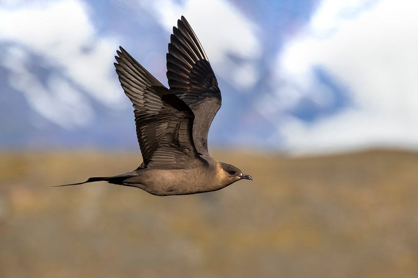 Arctic Skua (Stercoraruis parasiticus) by Beschermingswerk voor aan uw muur