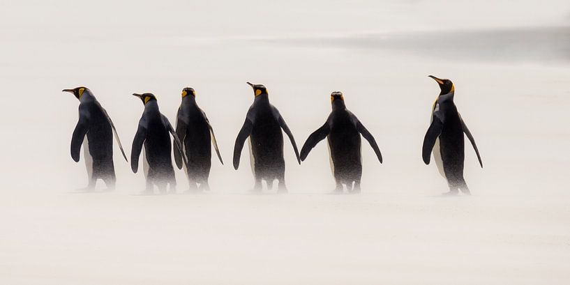 Kings going for a Walk von Claudia van Zanten
