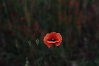 Coquelicot soft focus - tirage photographique floral